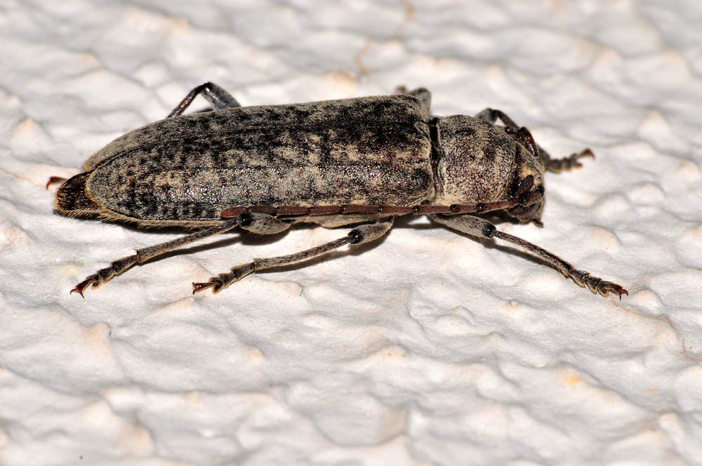 Trichoferus holosericeus?